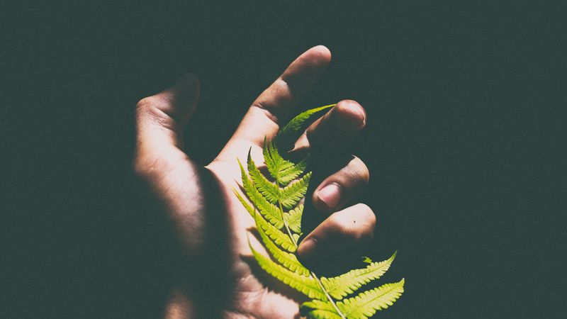 fern, leaf, hand, shadow, 4k
