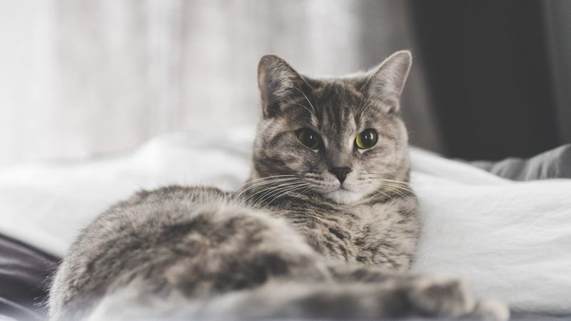cat, lying, home, 4k