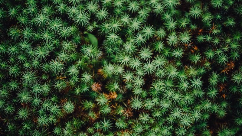 plant, leaves, green, 4k