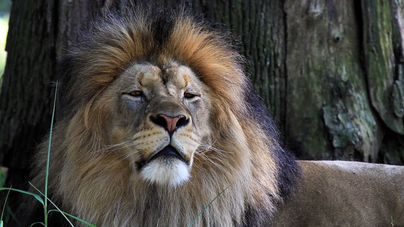 lion, big cat, predator, grass, sleepy, 4k