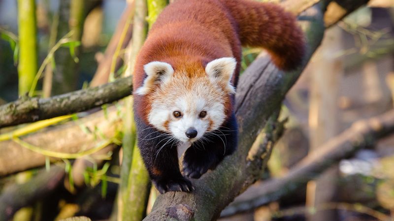 lesser panda, red panda, walk, 4k