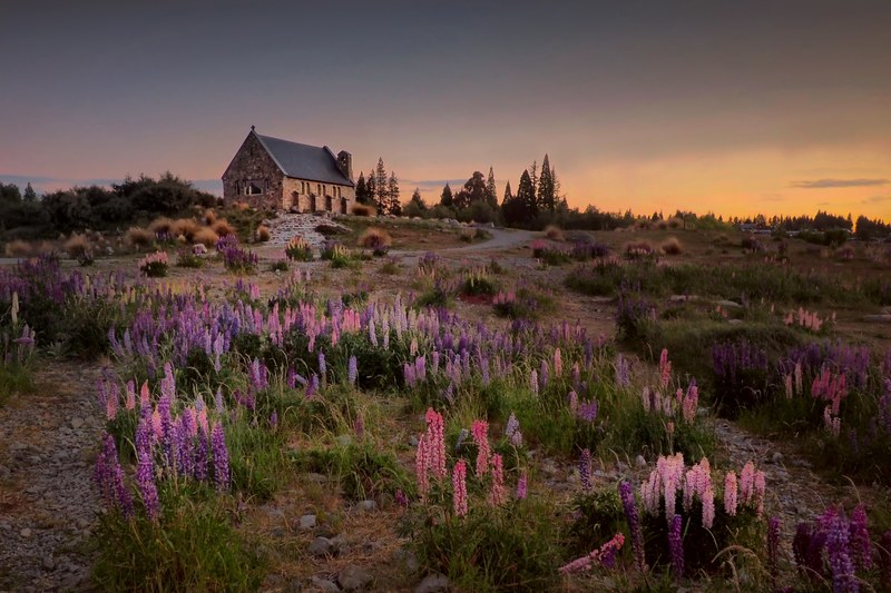 lupins and the church of the good shepherd 4k