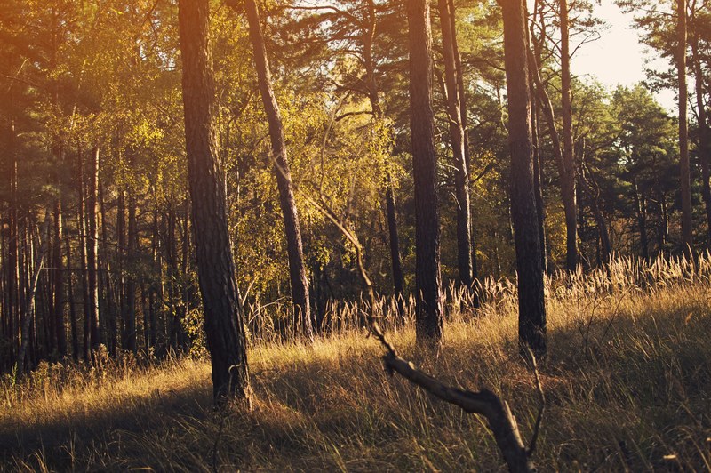 an angled shot of yellow grass around trees during golden hour, autumn afternoon 4k