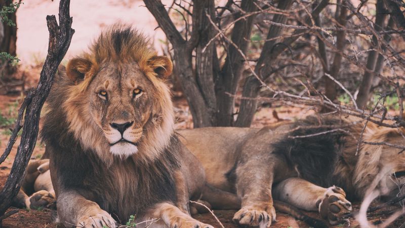 lion, predator, king of beasts, lying, 4k