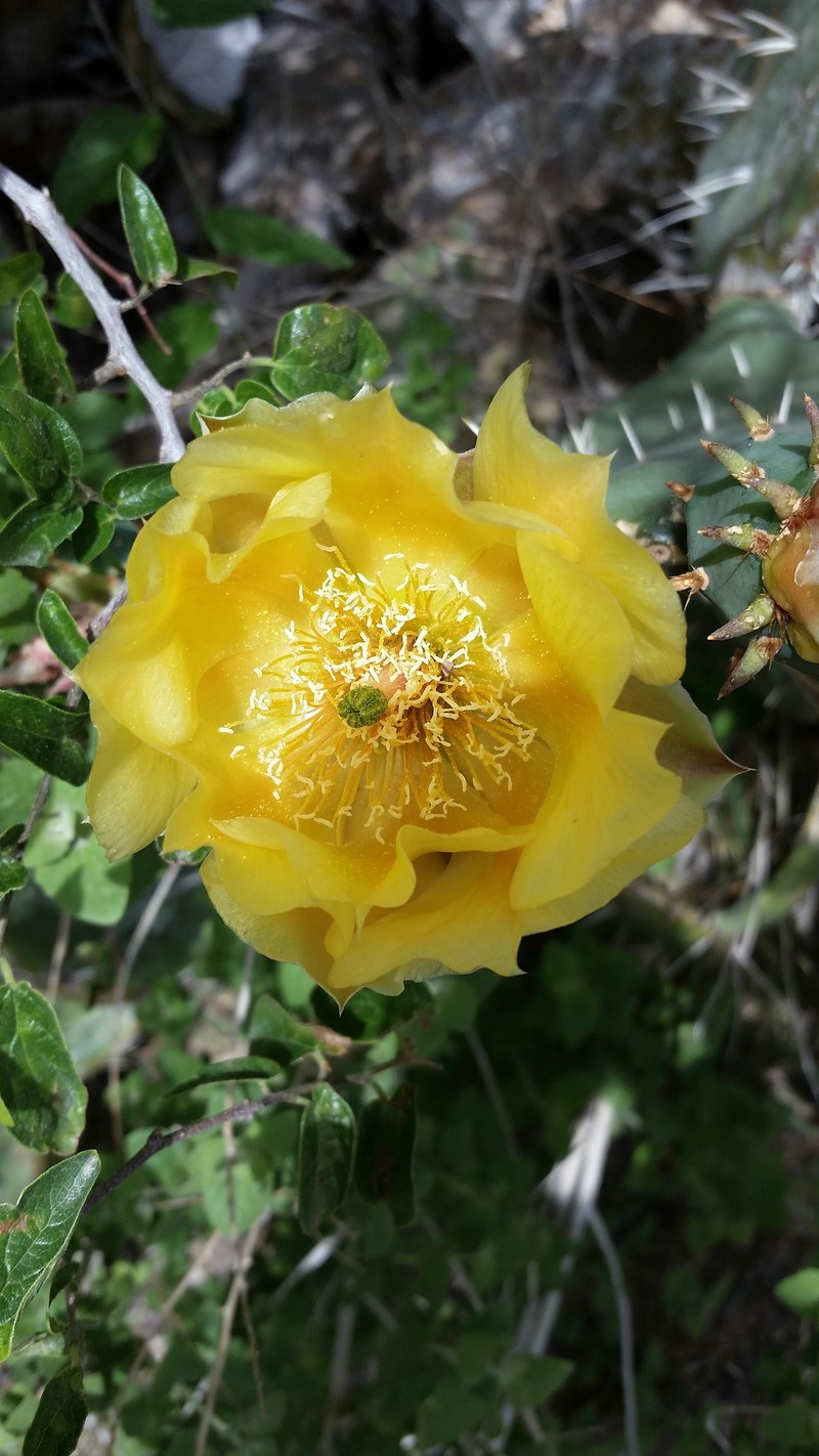 desert bloom new mexico and american southwest hd, 4k