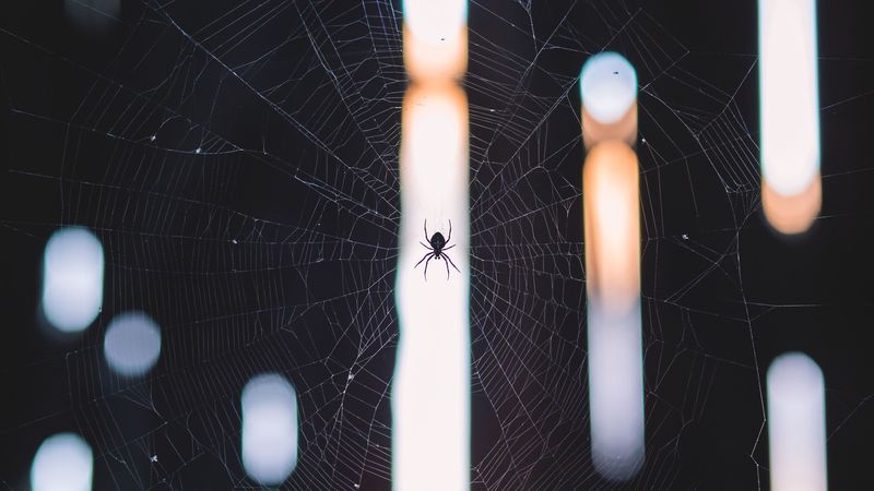 spider, cobweb, weave, light, 4k