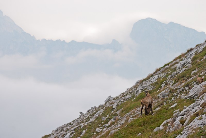 goat grazing on the foggy rocky mountainside of nationalpark gesaeuse, chamois goat feeding her fawn early morning 4k