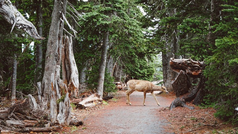 a deer near several dead trees on a forest path, deer on quiet forest trail 4k