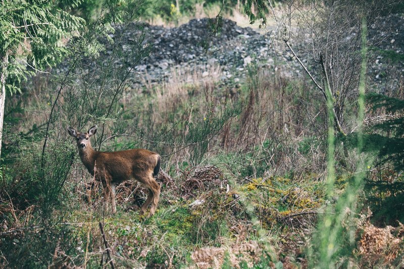 a deer standing among many colored grasses and bushes, watchful deer in the wilderness 4k