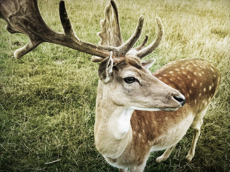deer animal grass and antler 4k