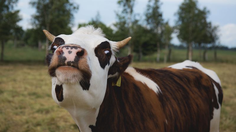 cow, muzzle, funny, horns, 4k
