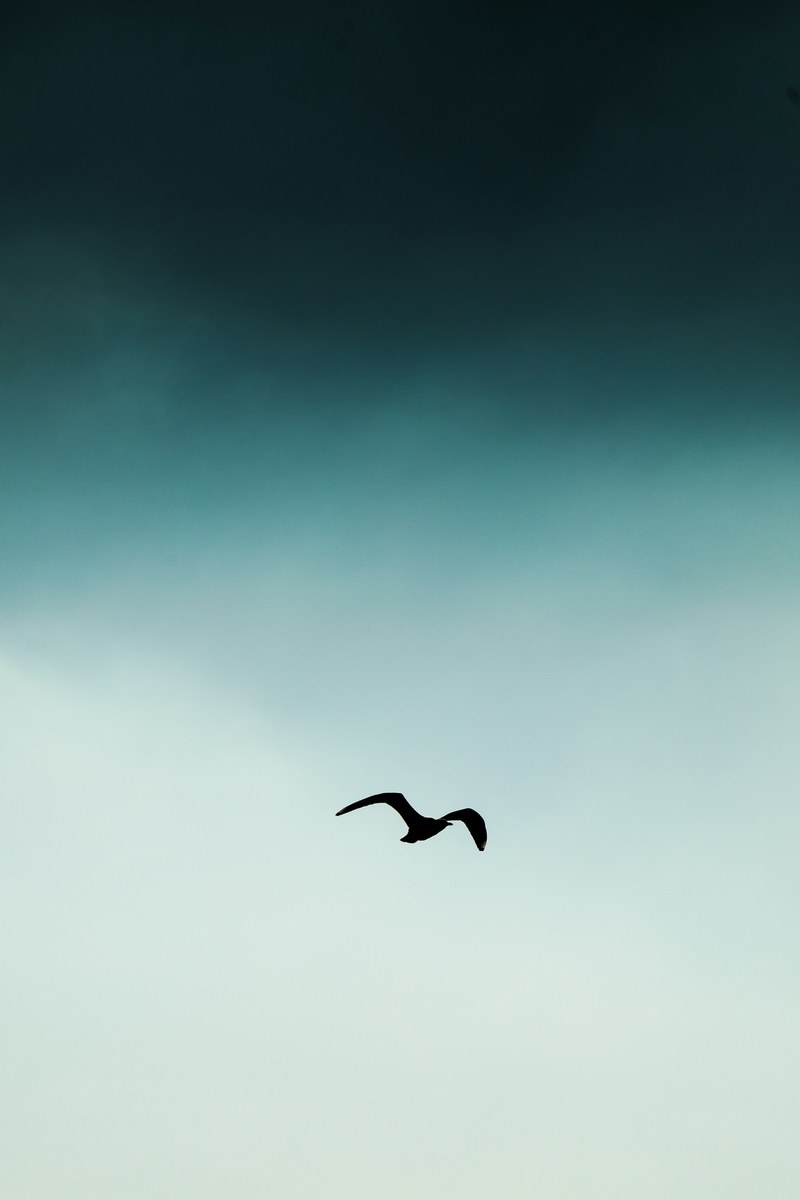seagull bird sky and album cover hd, 4k