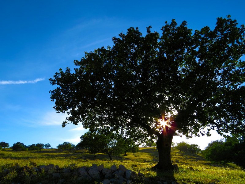 sun shining through the branches of a tree in the middle of a green meadow, tree silhouette in the meadow 4k