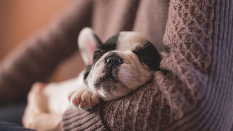 bulldog, muzzle, sleeping, 4k