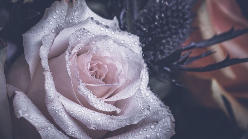 rose, petals, drops, 4k