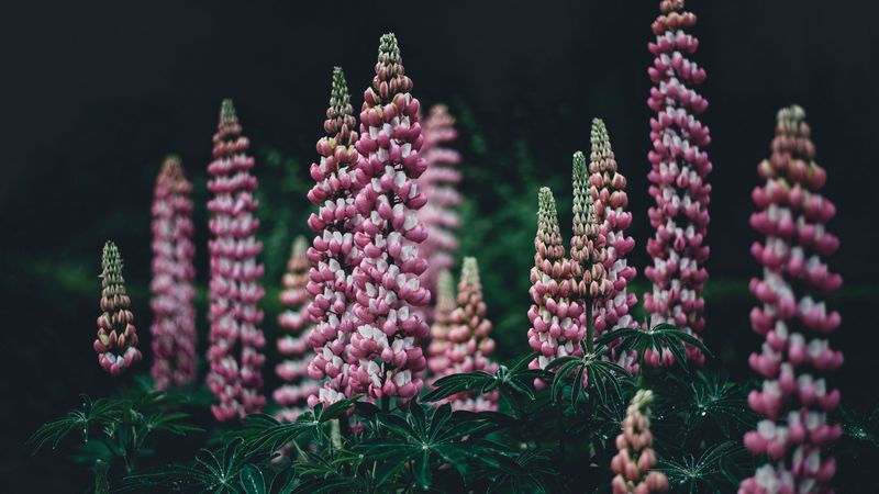 lupinus, pink, garden, 4k