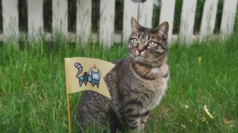 cat, small flag, grass, 4k