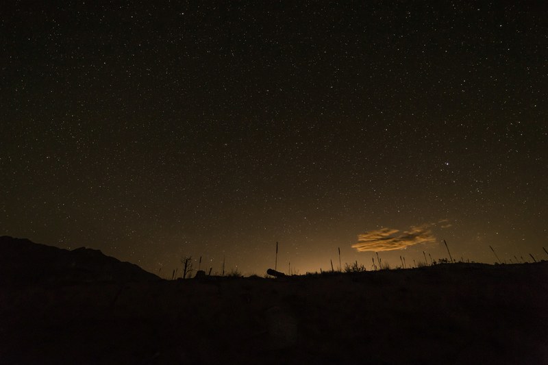 silhouettes of tall grasses against a starry sky, stars over a field 4k