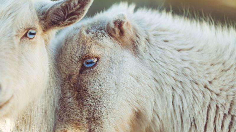 goats, muzzle, blue eyes, 4k