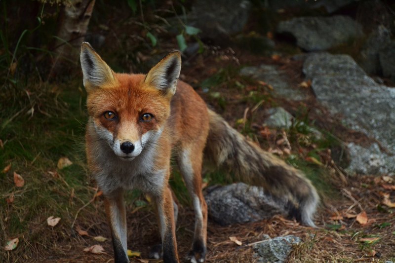 alert red fox stares into the camera, alert fox 4k