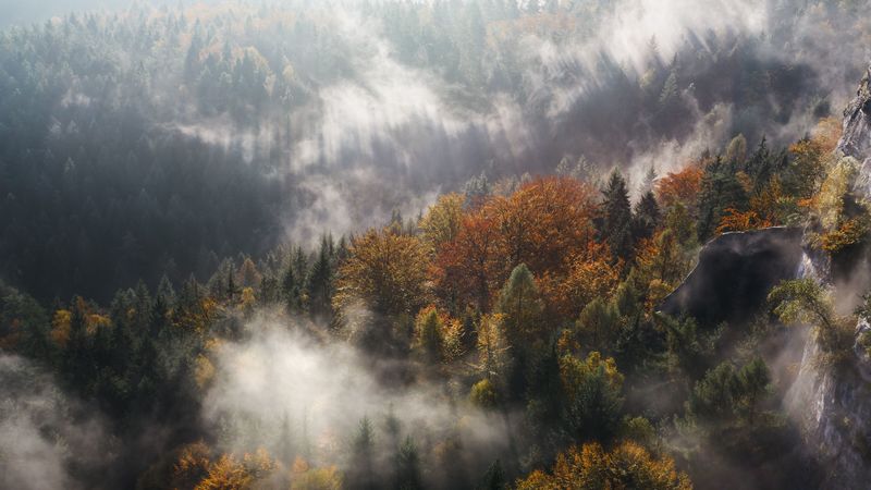 fog, trees, mountains, pinnacle, 4k