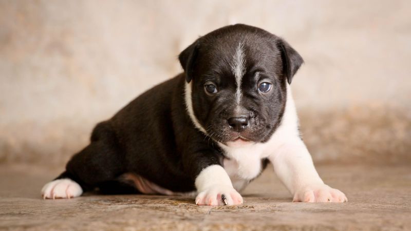 staffordshire bull terrier, puppy, dog, cute, baby, 4k
