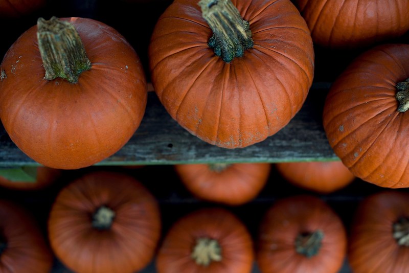 pumpkins lined on wooden shelves, pumpkins on shelf 4k