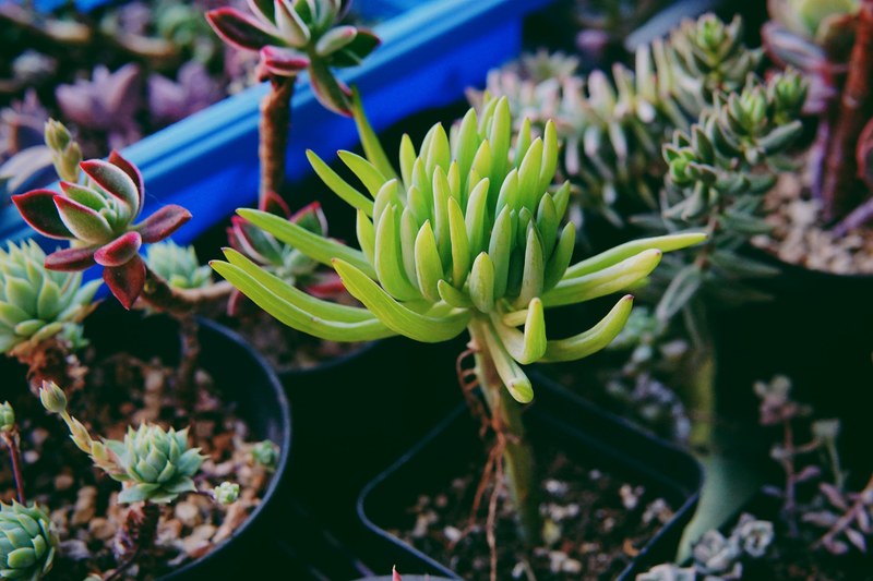 plant succulent pot and garden 4k