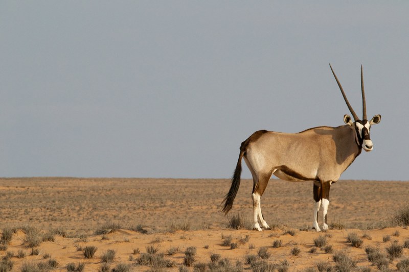 desert deer with long horns alone in a desolate landscape, wildlife in the desert 4k