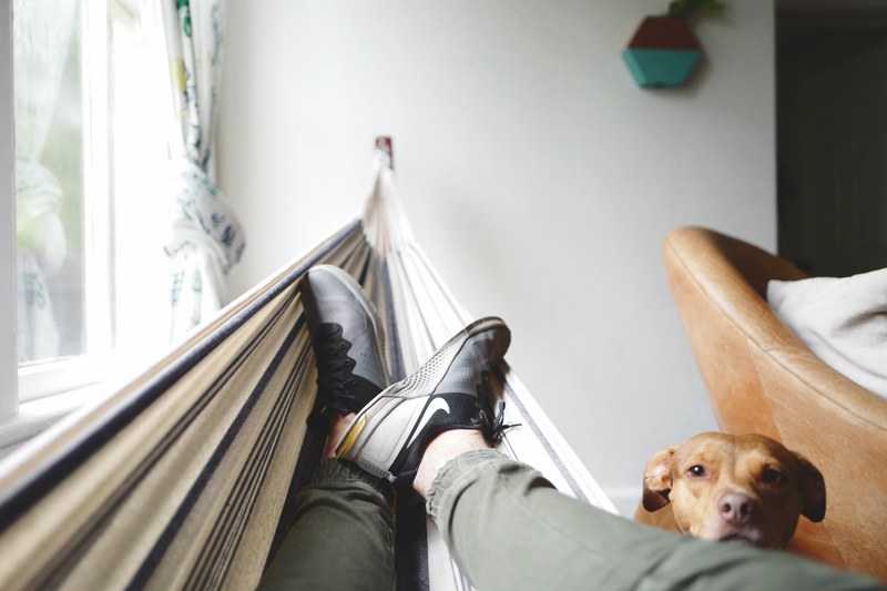 a dog standing next to a person relaxing in a hammock, dog and hammock 4k