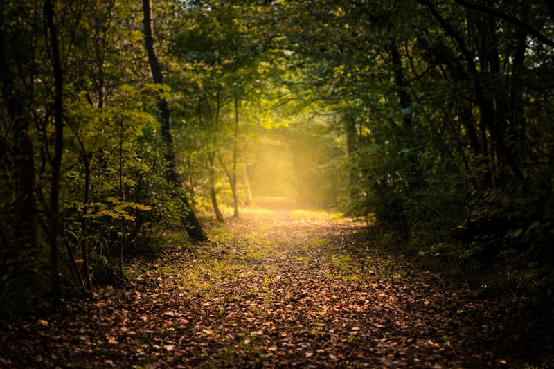 mystic autumn 4k