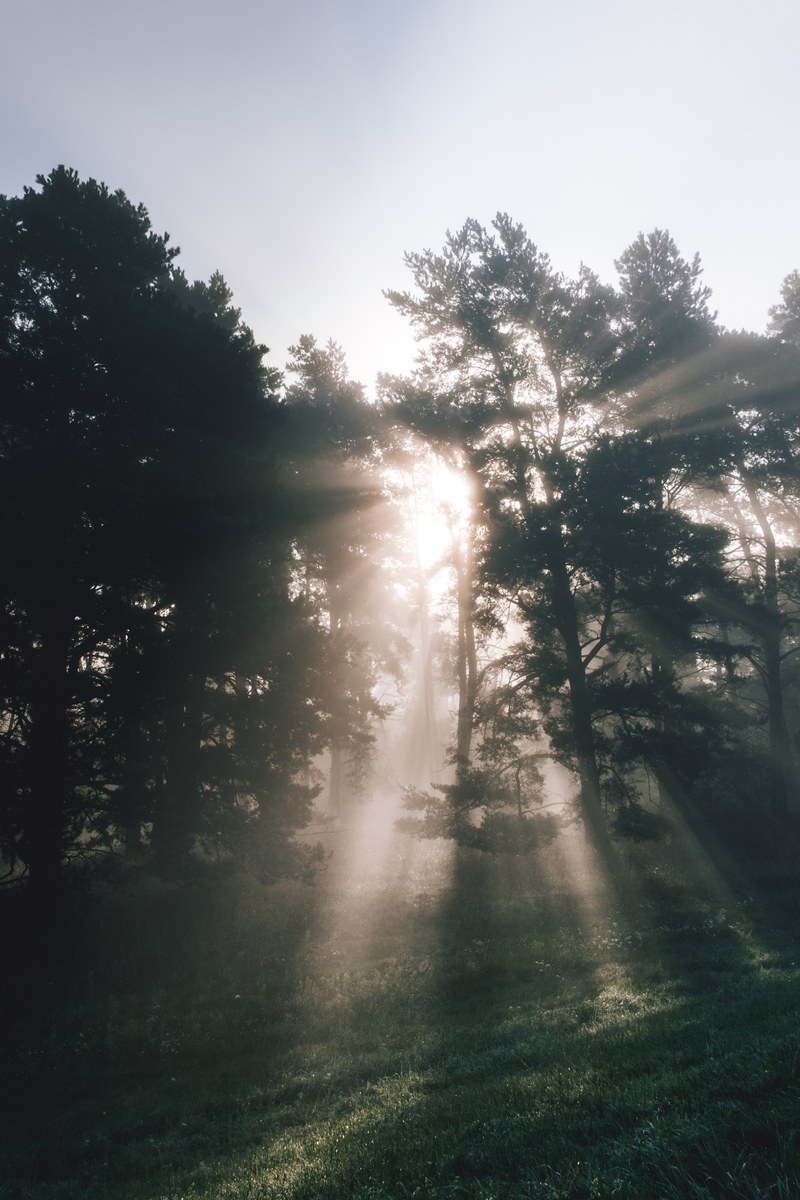 early mornings 4k