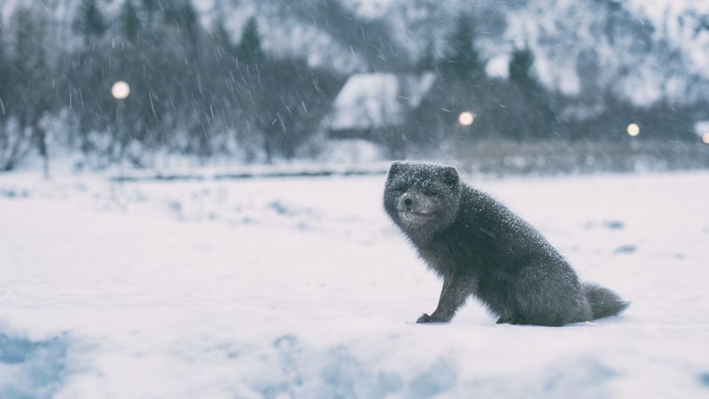arctic fox, white fox, polar fox, snow fox, 4k
