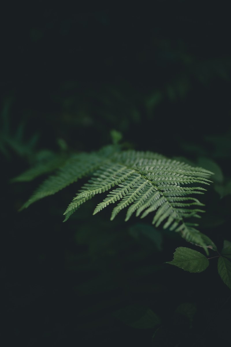 leaf fern dark and forest hd, 4k