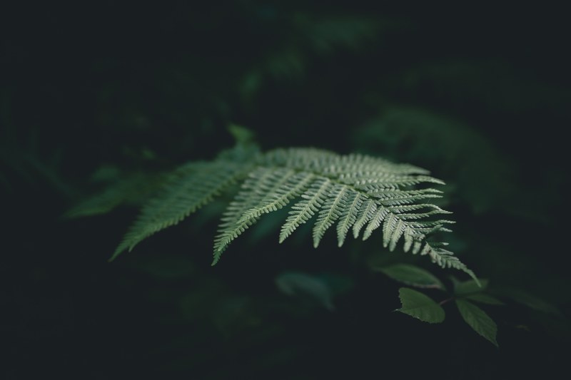 leaf garden foliage and fern 4k