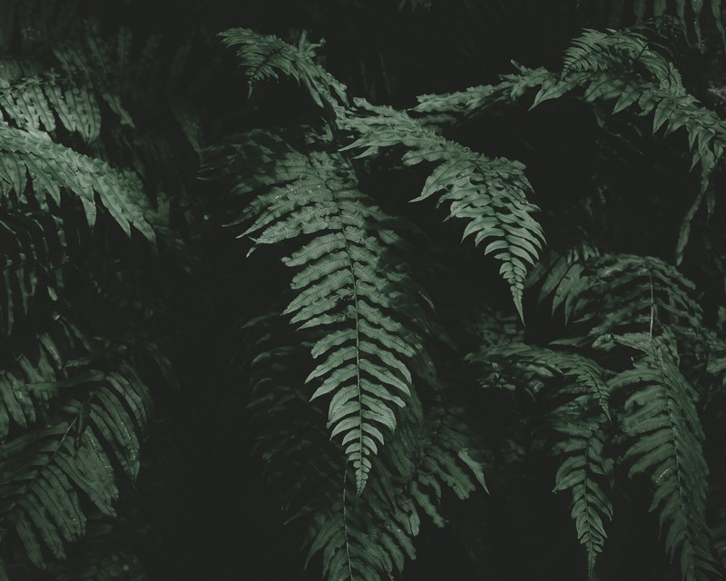 tree foliage leaf and dark 4k