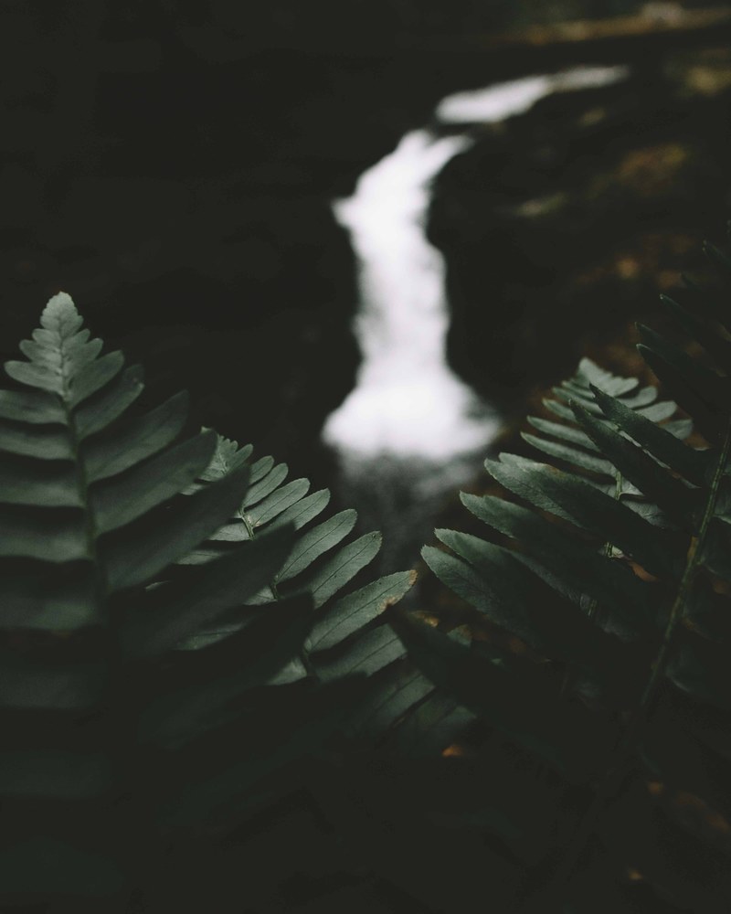 leaf fern waterfall and dark hd, 4k