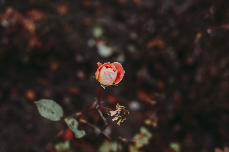 petal rose muted colour and soft colour 4k