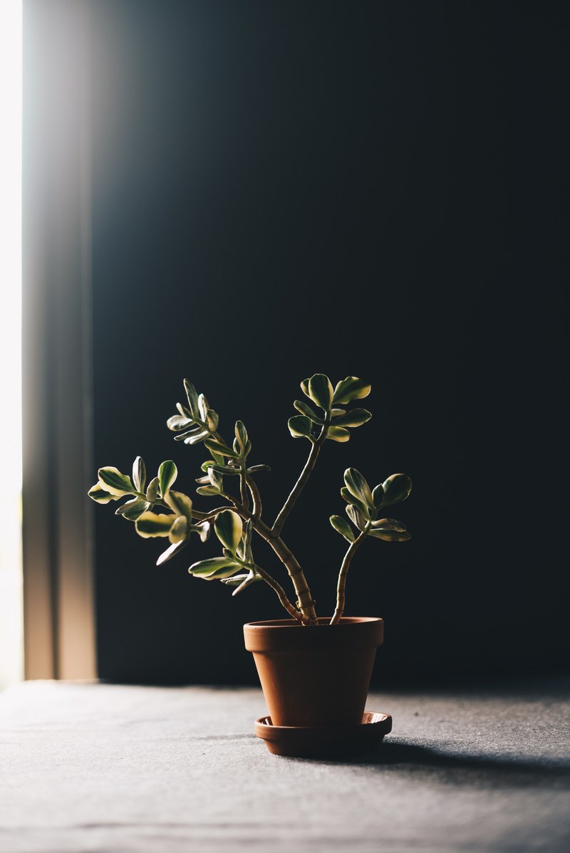 plant windowlight potted plant and house plant hd, 4k