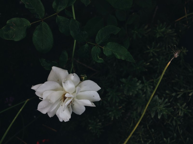 flower botanical outdoor and petal 4k