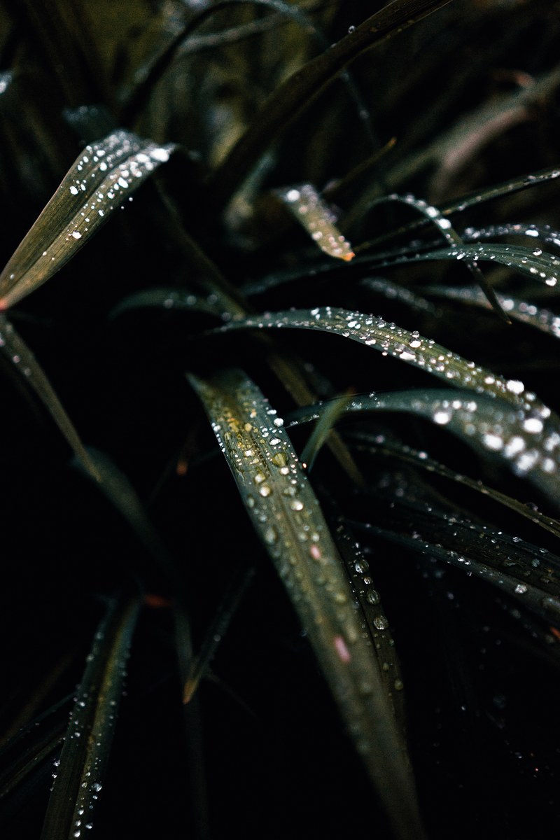 plant leaves covered in rain, _after the rain 4k