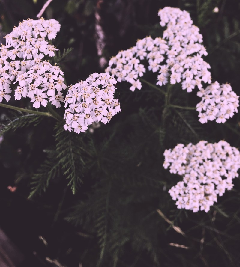 flower leafe plant and botanical hd, 4k