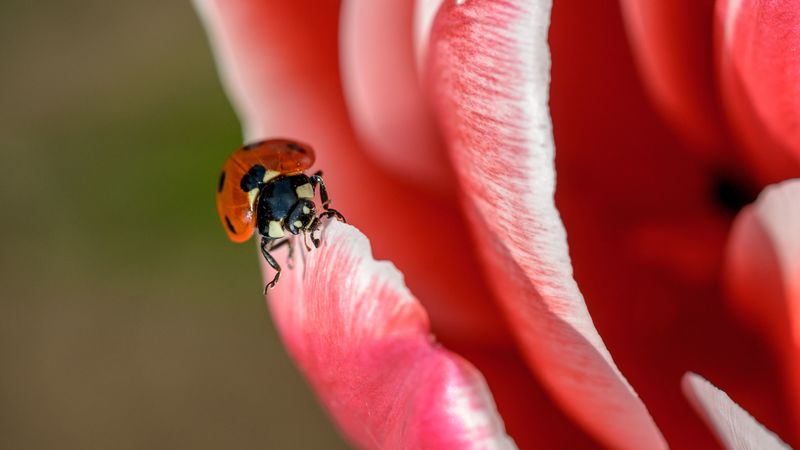 ladybug, petals, insect, close-up, 4k