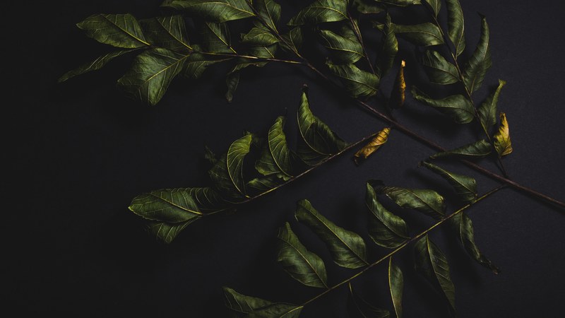 branch noir black and moody 4k