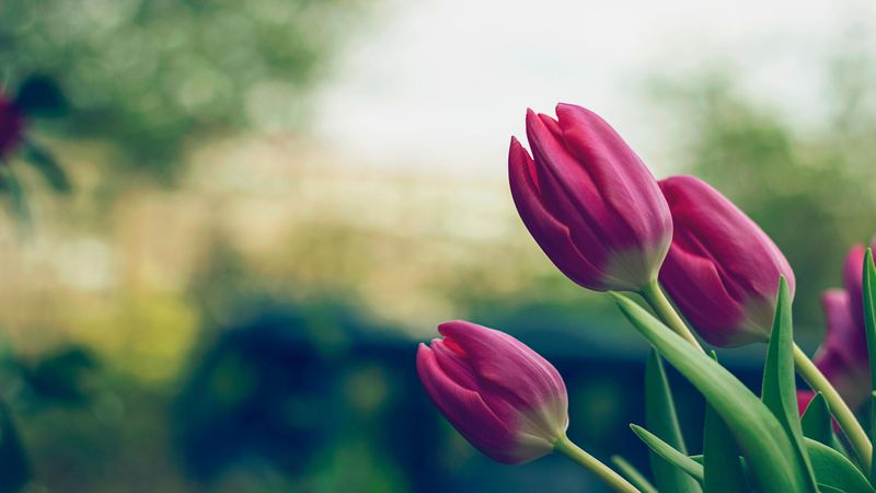 tulips, flowers, pink, 4k