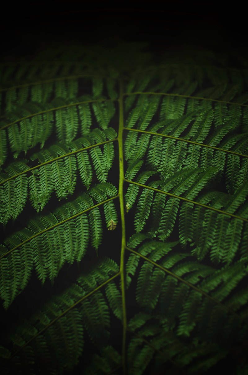 grow perfectly 4k