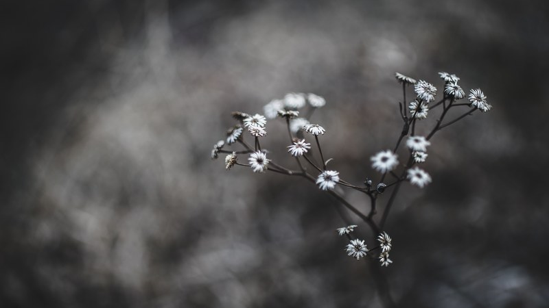 a close up of a white flowered plant against a bleak background, dry white flowers 4k