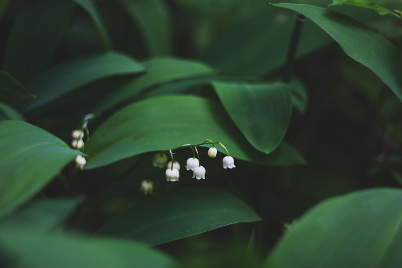 green lily of the valley leaf and spring 4k