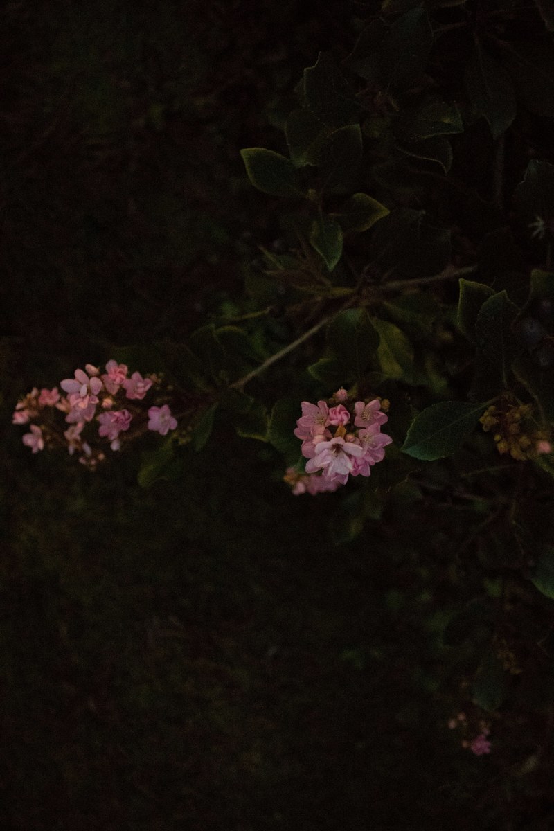 a dim shot of clusters of small pink flowers, pink flowers in the dark 4k