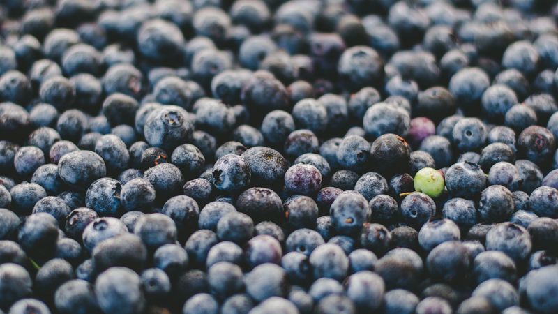 blueberry, berry, ripe, many, 4k